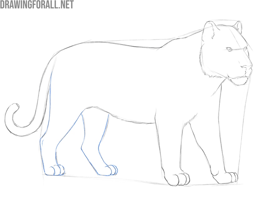 Draw the hind legs of the tiger in detail