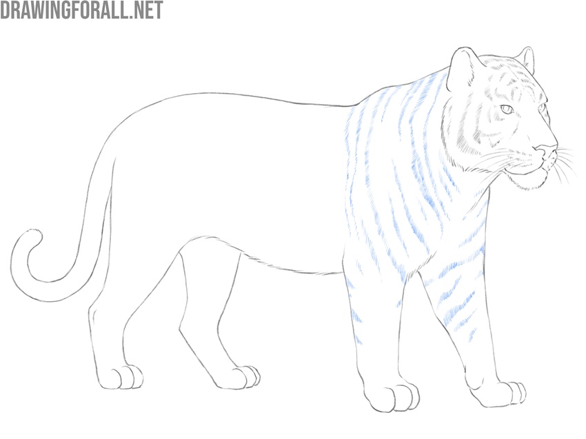 Add stripes to the neck and front limbs