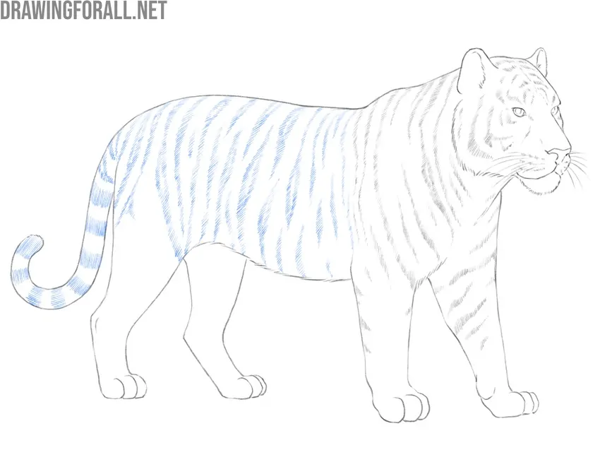 Draw stripes on the back of the tiger