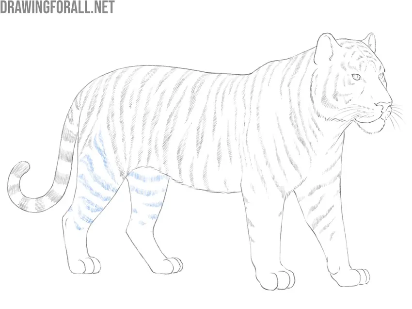 Add stripes to the hind legs