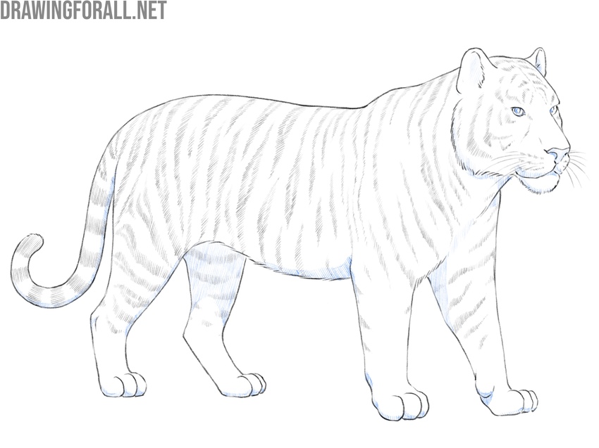 Add shadows to the big cat