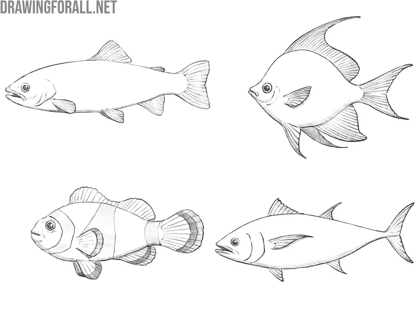 fish drawing exercises with different fish shapes and styles