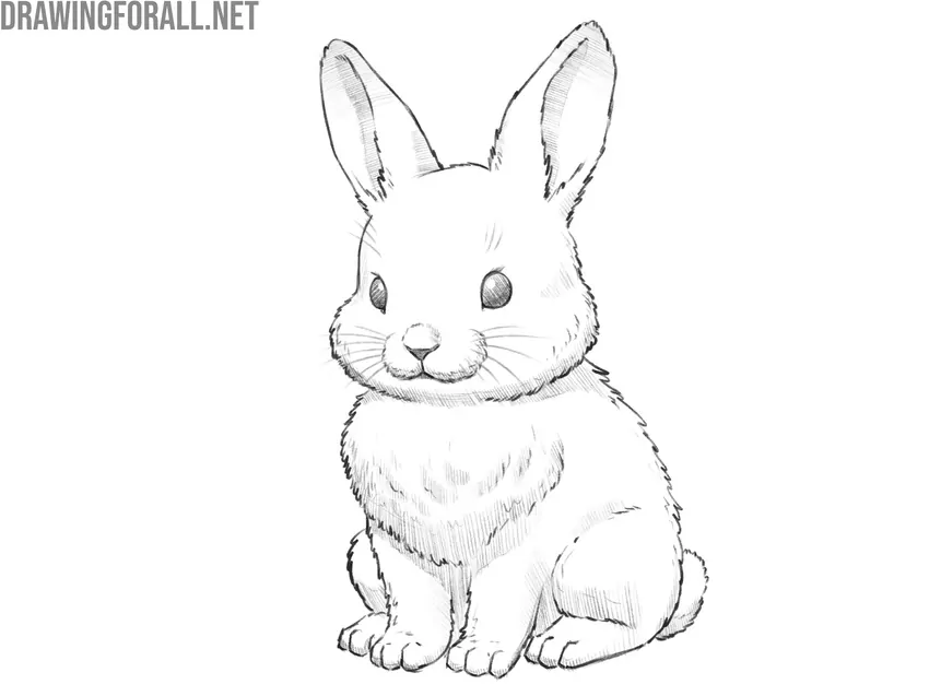 Draw shadows on the bunny