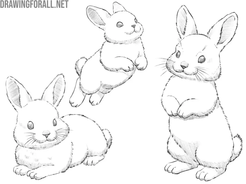 Bunny drawing variations
