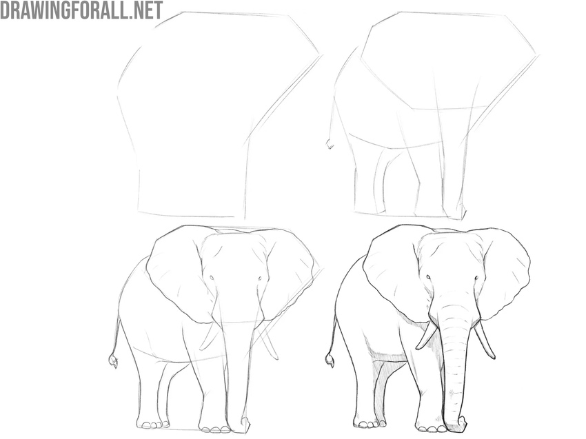 Process of drawing an elephant showing even development