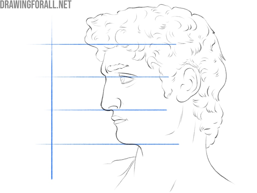 Head profile drawing with horizontal proportion guidelines
