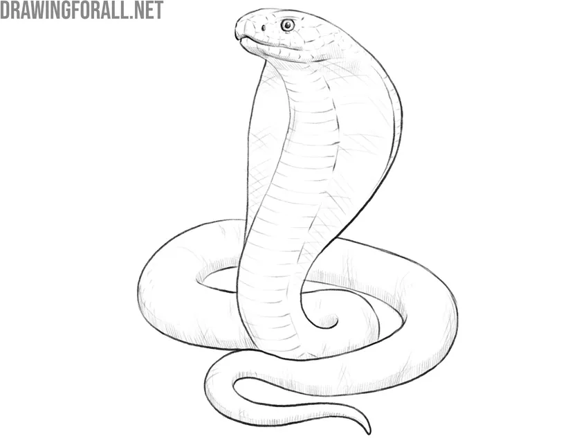 Finalize the cobra drawing