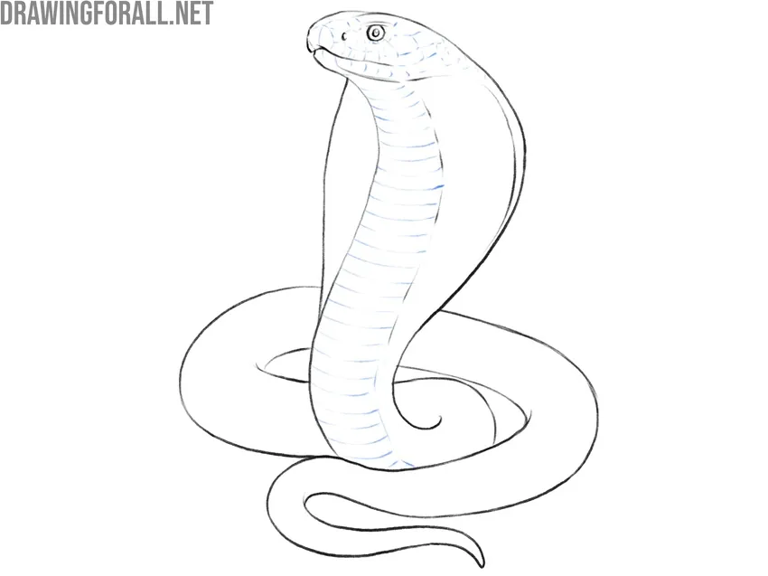 Add texture to the head and belly