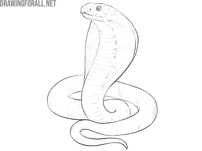 Draw scales on the body of the cobra