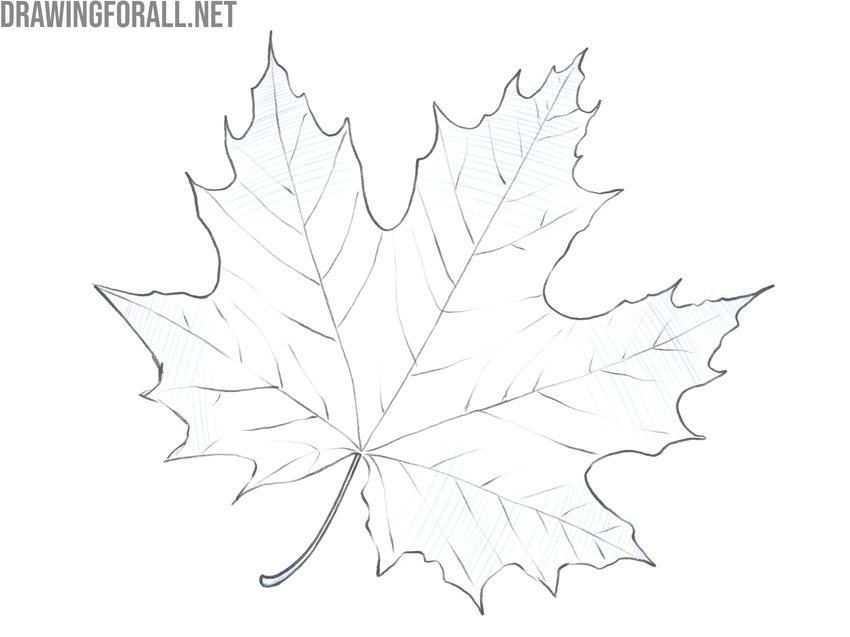Shading the leaf with varied transverse pencil strokes.