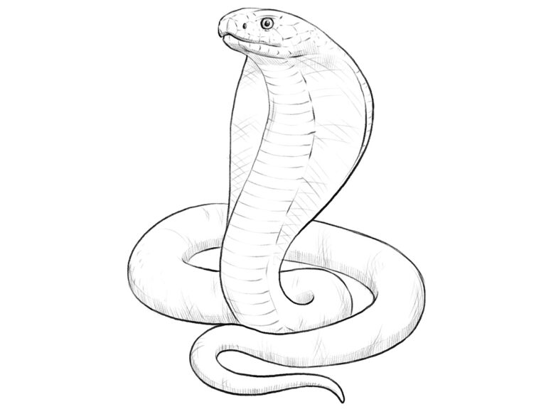 how to draw a cobra featured image