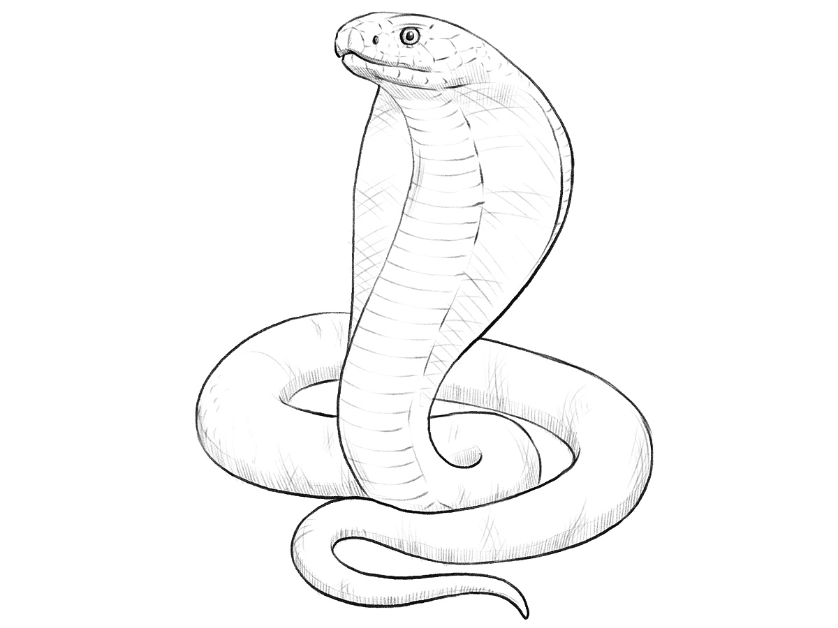 Cobra drawing with realistic shadows and expanded hood.