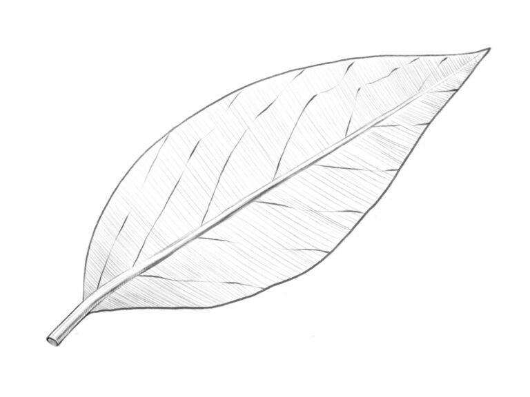 how to draw a leaf featured image