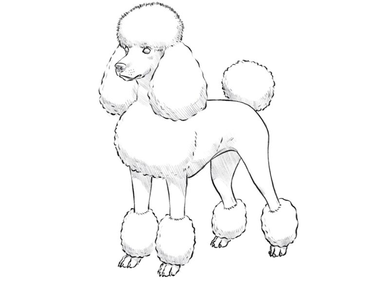 how to draw a poodle featured image