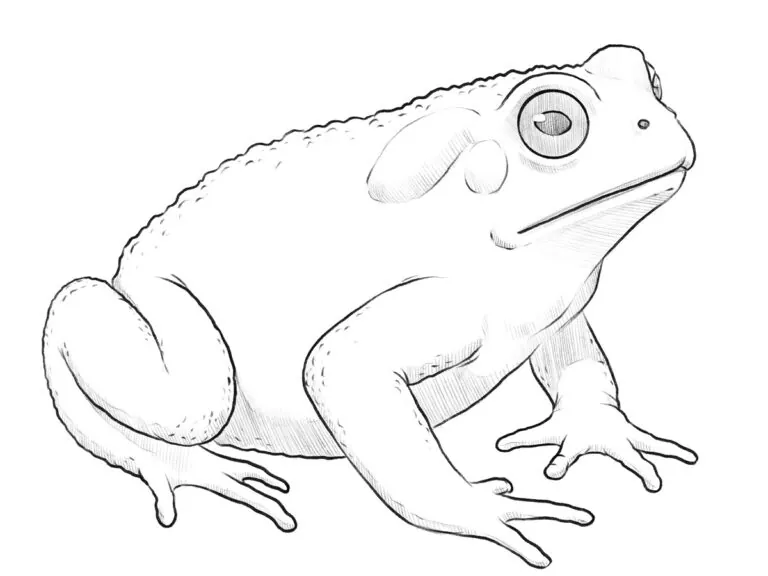 how to draw a toad featured image