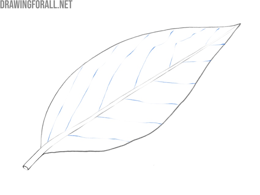 Adding secondary veins from the central vein toward the edges.
