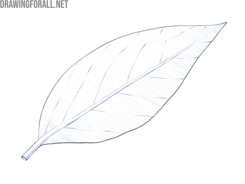 Shading the stem and surface with transverse pencil strokes.