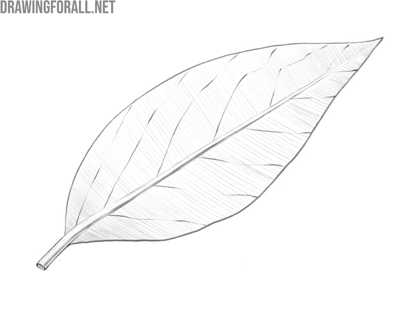 Finishing the simple leaf drawing with adjusted tone and highlights.
