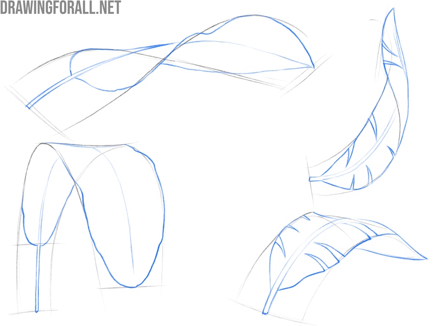 Leaf drawings showing different shapes, bends, angles, and positions in space.