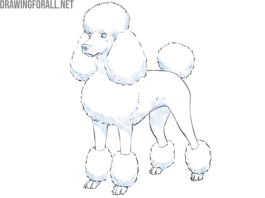 Draw shadows on the poodle