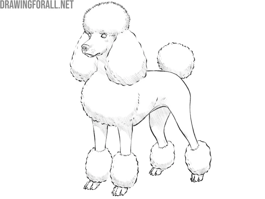 Refine and complete the poodle