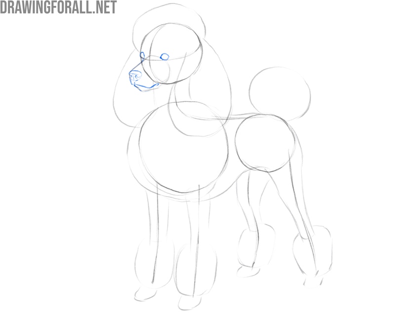 Draw the facial features of the poodle