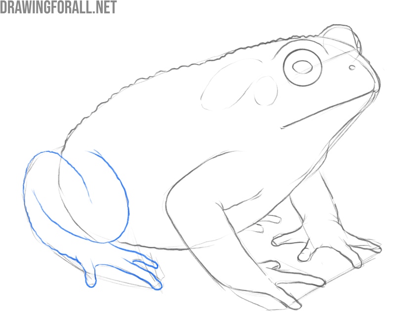 Refine the toad’s leg and toes