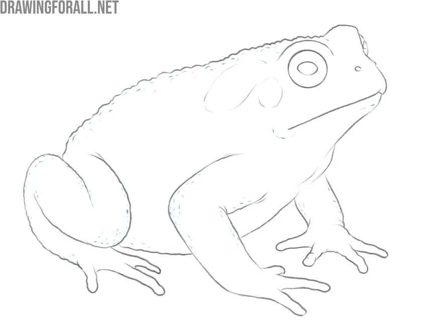 Draw more skin texture on the toad