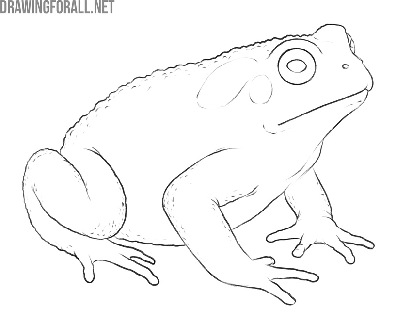 Check and refine the amphibian