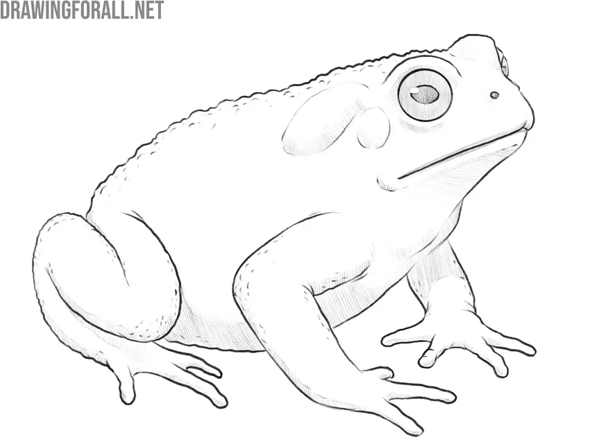 Refine and finalize the toad drawing