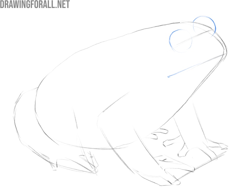 Sketch the amphibian’s facial features