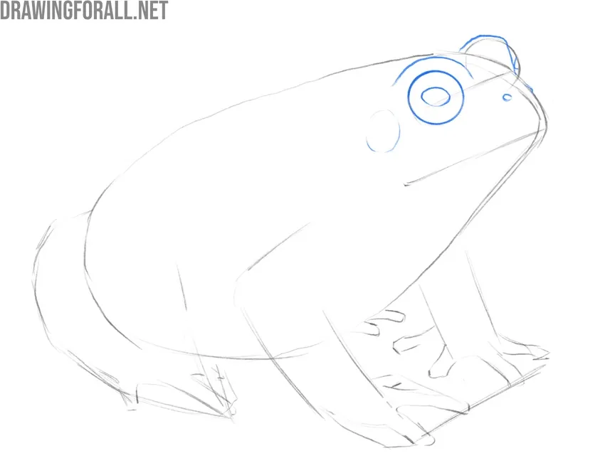 Draw the eyes of the toad