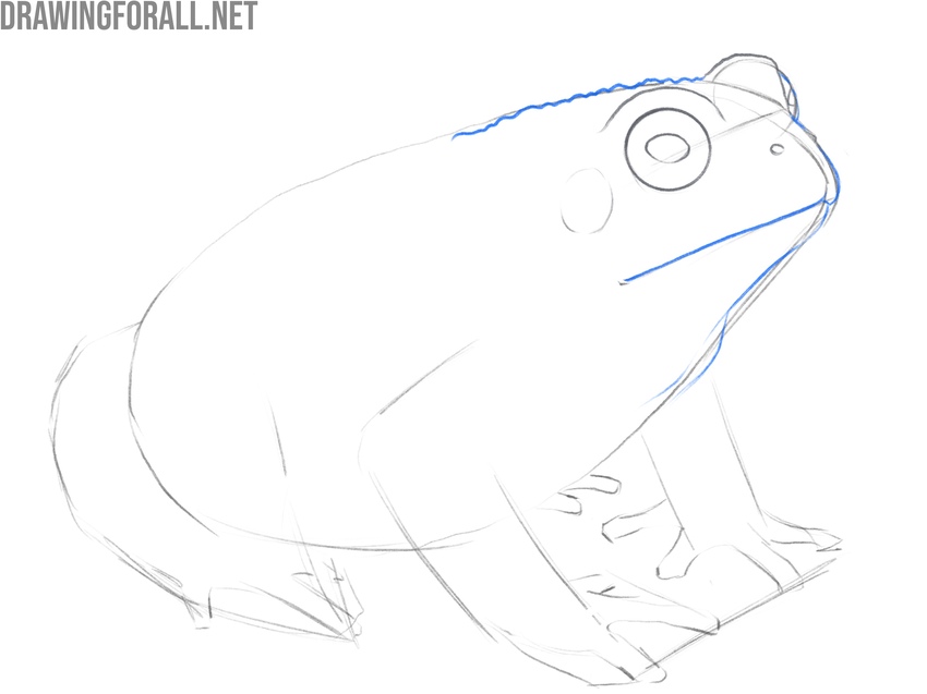 Draw the head of the toad in detail