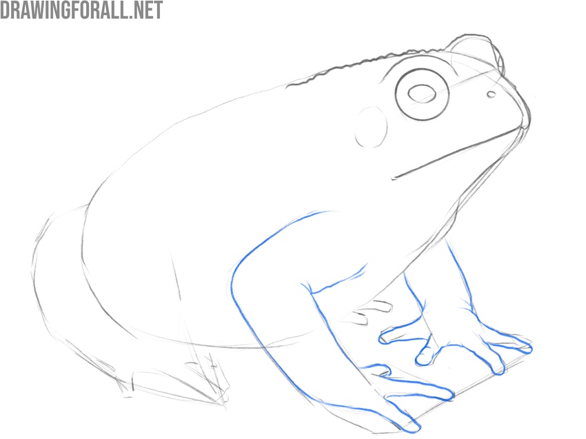 Refine the toad’s arms and fingers