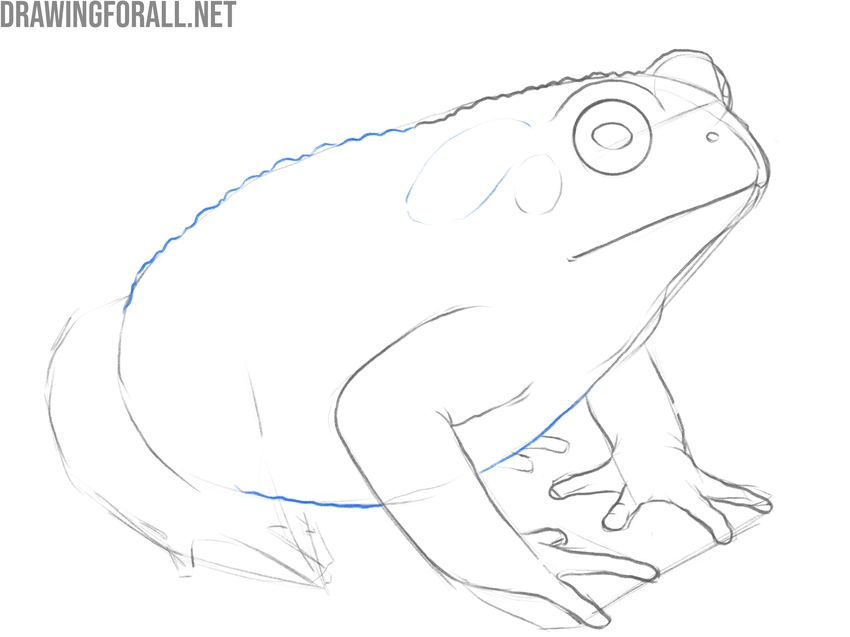 Trace the animal’s torso contours